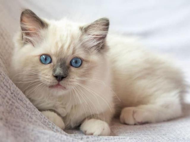 lovely Cutecat