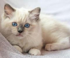lovely Cutecat